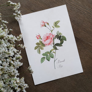 Rose Print No. 7