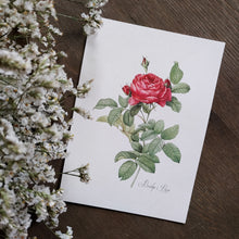 Load image into Gallery viewer, Rose Print No. 5