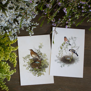 Spring Birds & Nests (Set of 2)